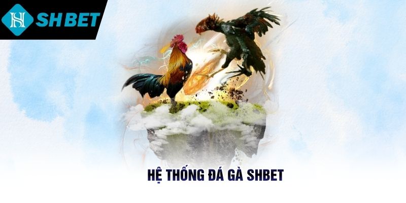 Hệ thống đá gà SHBET